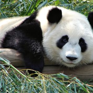 亚特兰大动物园熊猫，Rob Flickr CC 2.0Wikimedia Commons