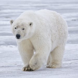Polar_Bear_ -_Alaska_(出现)