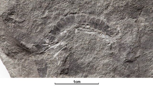 世界上最古老的“虫子”化石