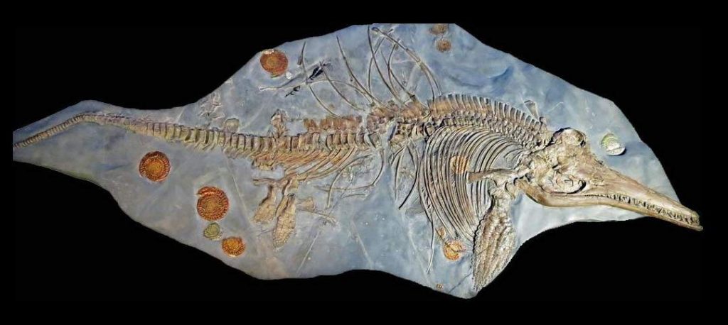 古生物学家,怀孕的鱼龙