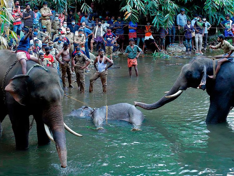 喀拉拉邦一头怀孕的大象死亡