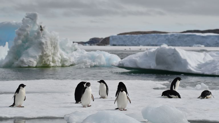南极企鹅,