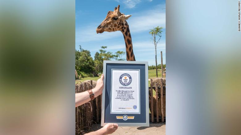 吉尼斯记录了世界上最高的长颈鹿