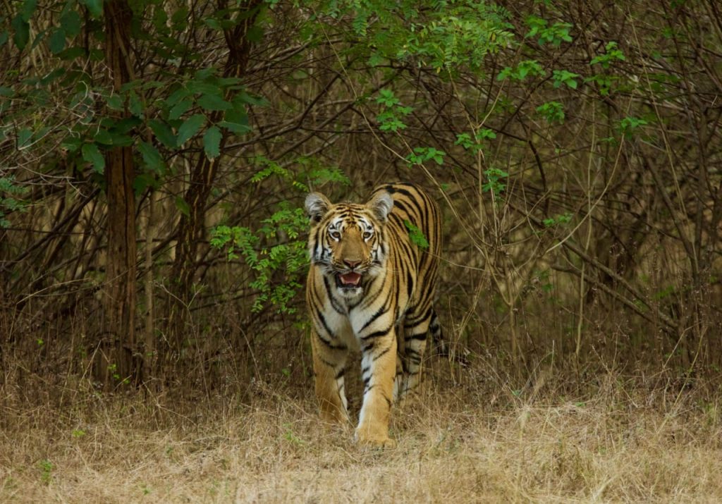 老虎普查，野生动物，吉尼斯世界纪录，德里政府