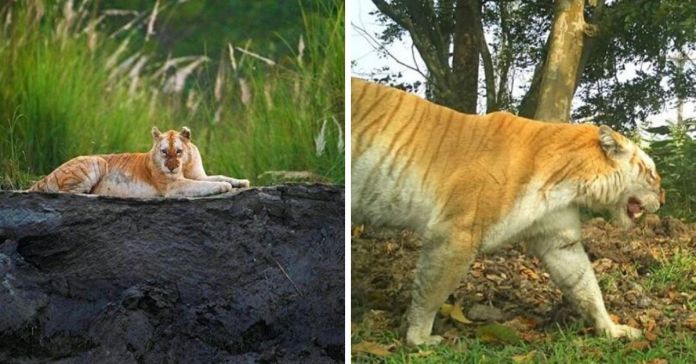金老虎，Kaziranga国家公园，CBSE等级12