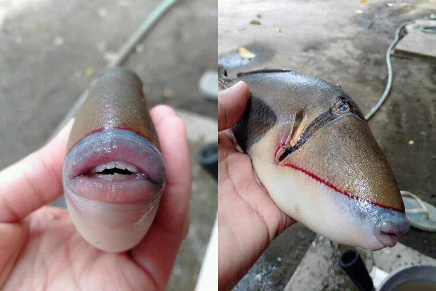 长着像人一样牙齿和嘴唇的鱼