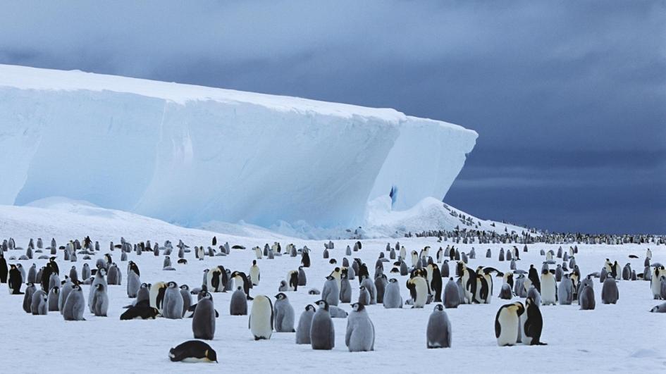 在南极洲发现的企鹅群